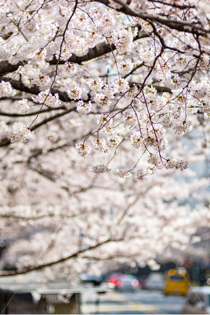 	봄,벚꽃,cherryblossom,꽃,자연,풍경,나무,감성,계절,스냅,봄,계절,spring,season,식물,자연,plants,nature,꽃,flower,plant,blossom