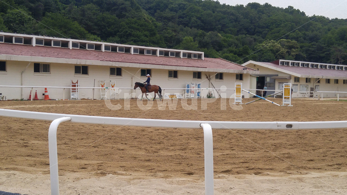 mammal,horse,말,animal,종마장