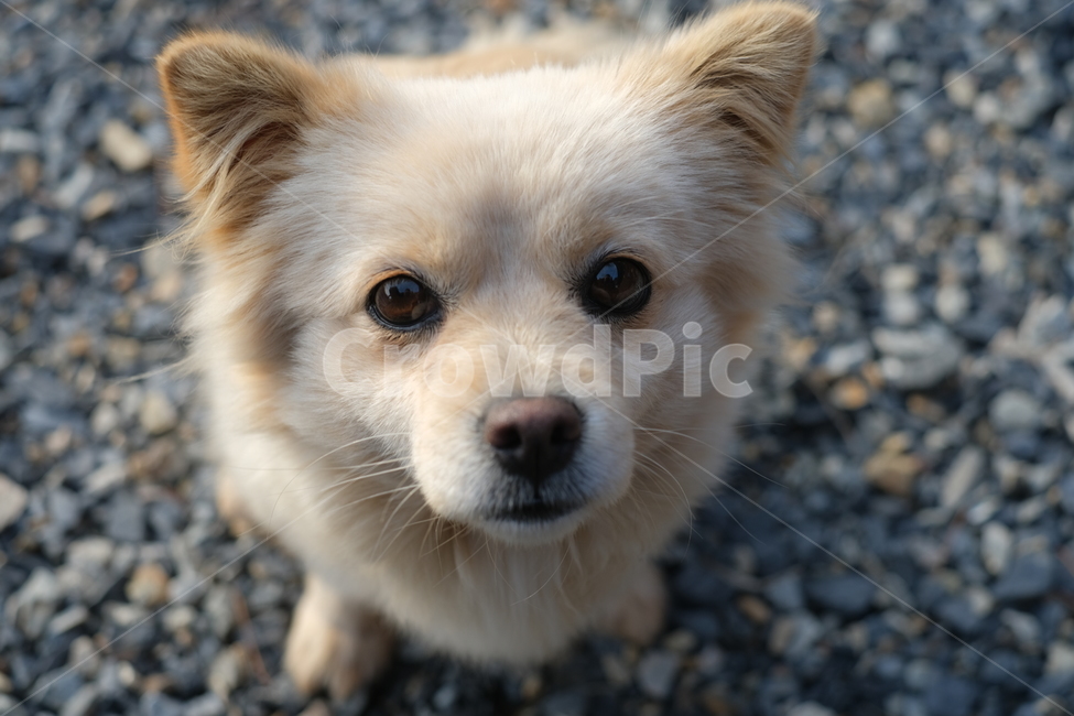 귀여운,강아지,초롱초롱,산강아지,애완견,동물,animal,포유류,mammal,개,강아지,dog,doggy