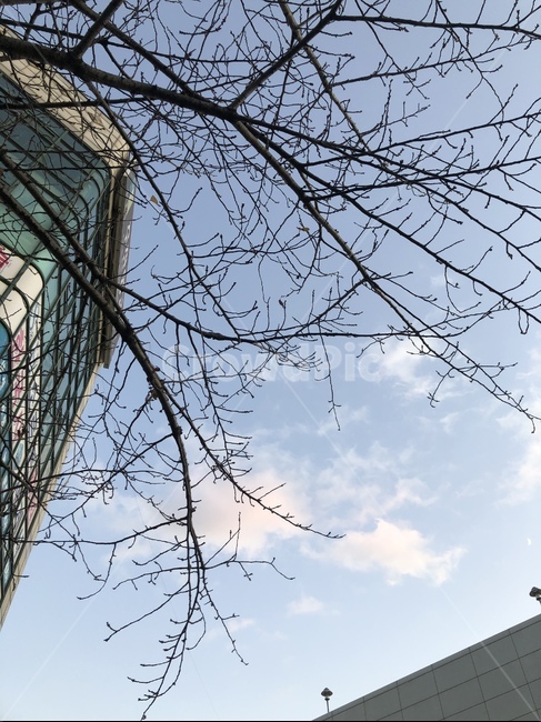 나무,풍경,하늘,구름,건물