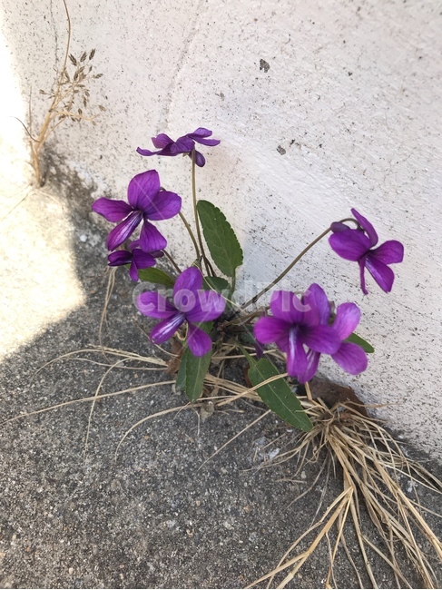 plant,식물,야생화,풀,들풀,보라색,작은꽃,봄,봄꽃,화분,길,길가,ikebana,flower,꽃,blossom,ornament