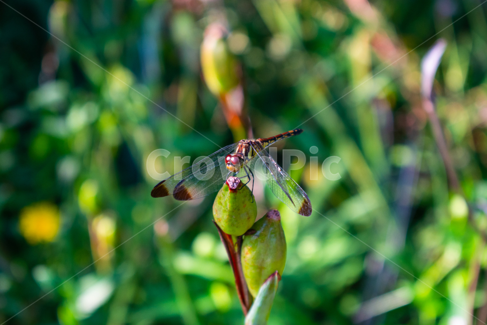 잠자리,dragonfly,드래곤플라이,곤충,휴식,날개,동물,animal,곤충,벌레,insect,bug