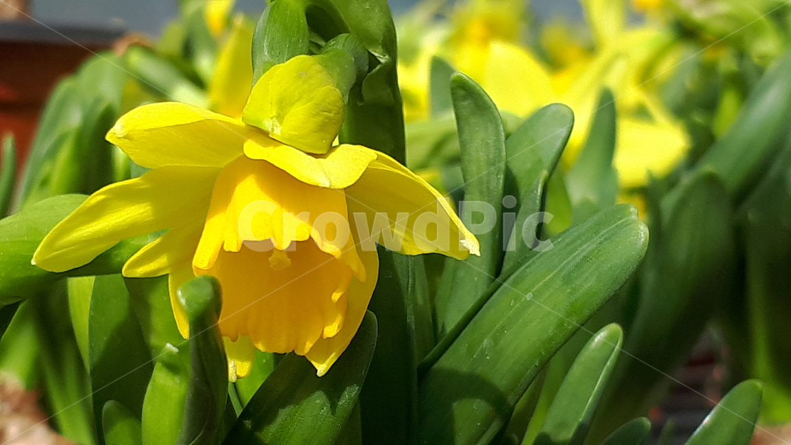미니수선화,꽃,plant,식물,봄,flower,blossom,식물,자연,plants,nature,꽃,flower