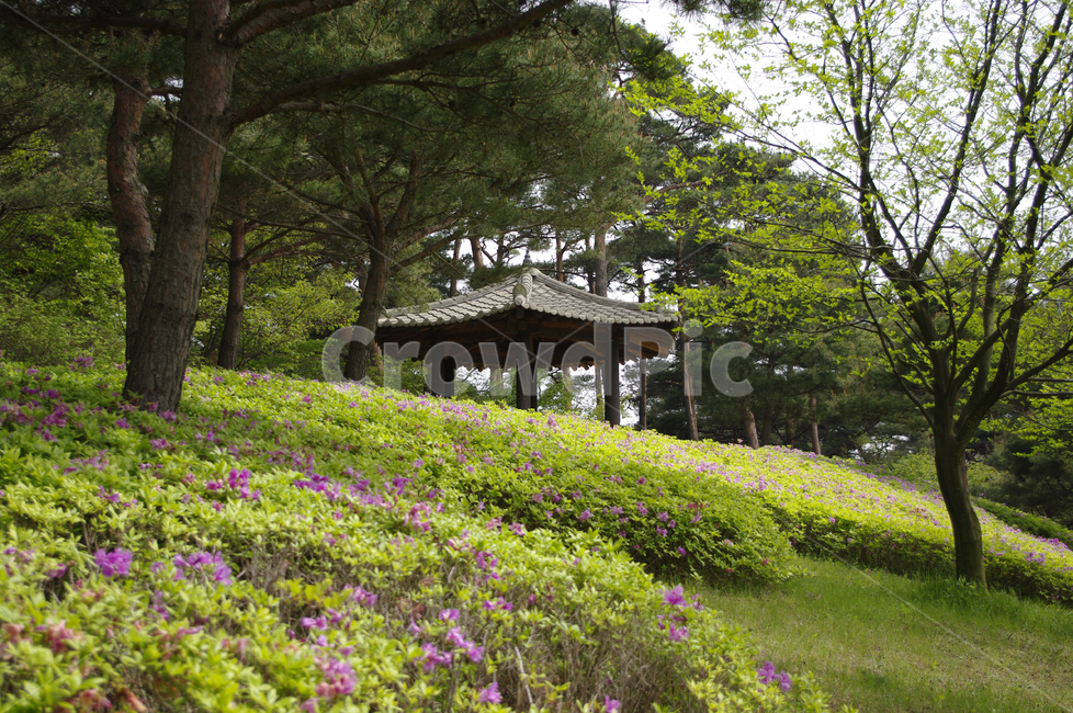 꽃밭,나무,정자,철쭉,풍경,숲,자연,풍경,nature,landscape,한국자연풍경,한국자연경관,korea nature landscape,outdoors,옥외,garden,정원