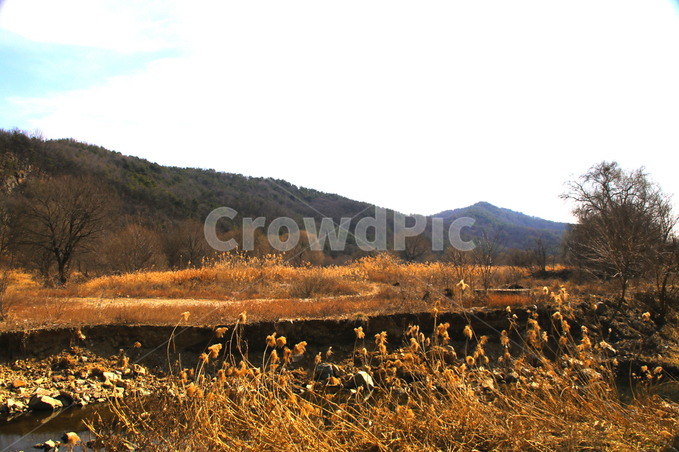 갈대,억새,풀,마른풀,하천,강,나무,가을,물,가을,계절,fall,autumn,season,자연,풍경,nature,landscape,grass,잔디,plant,식물,outdoors,옥외