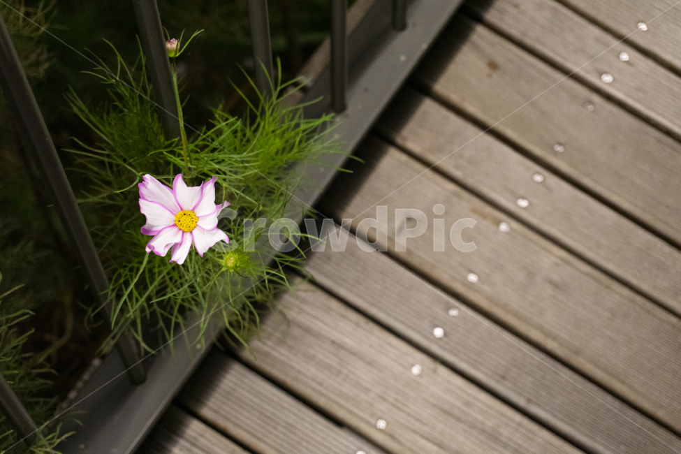 plant,식물,다리,홀로,난간,풀,flower