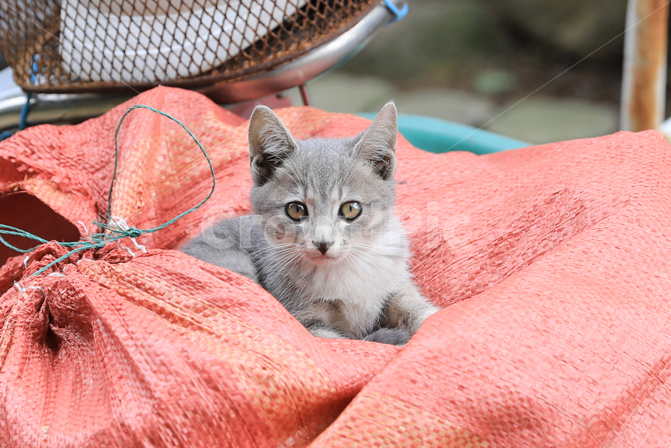 고양이,아기고양이,집고양이,고리안숏헤어,애완동물,동물,애완묘,냐옹이,아깽이,animal,cat,kitty,koreanshorthair,포대자루,동물,animal,포유류,mammal,고양이,cat,kitten,kitty