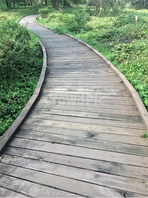building,건물,boardwalk,산책로,bridge,다리,나뭇길