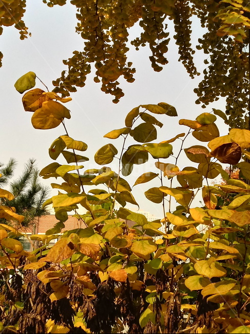 가을,단풍,낙엽,maple,plant,식물,단풍나무,단풍잎,leaf,잎,tree,나무,계절,fallautumnseason,가을단풍,자연,풍경,경치,가을,계절,fall,autumn,season,식물,자연,plants,nature,나무,trees,wood