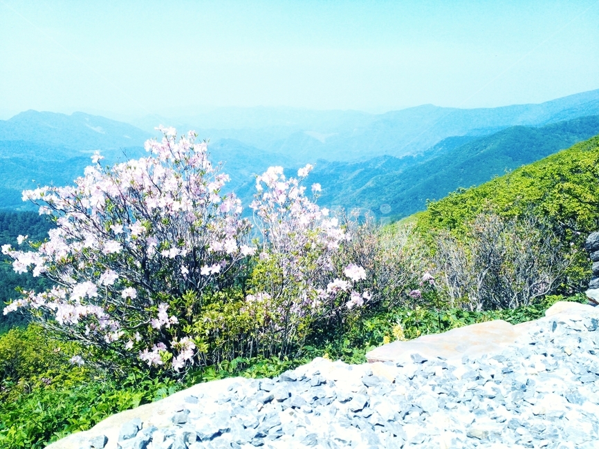 봄,맑은날,산,꽃,풀,파릇파릇,밝음,싱그러움,자연,풍경,nature,landscape,outdoors,옥외,plant,식물