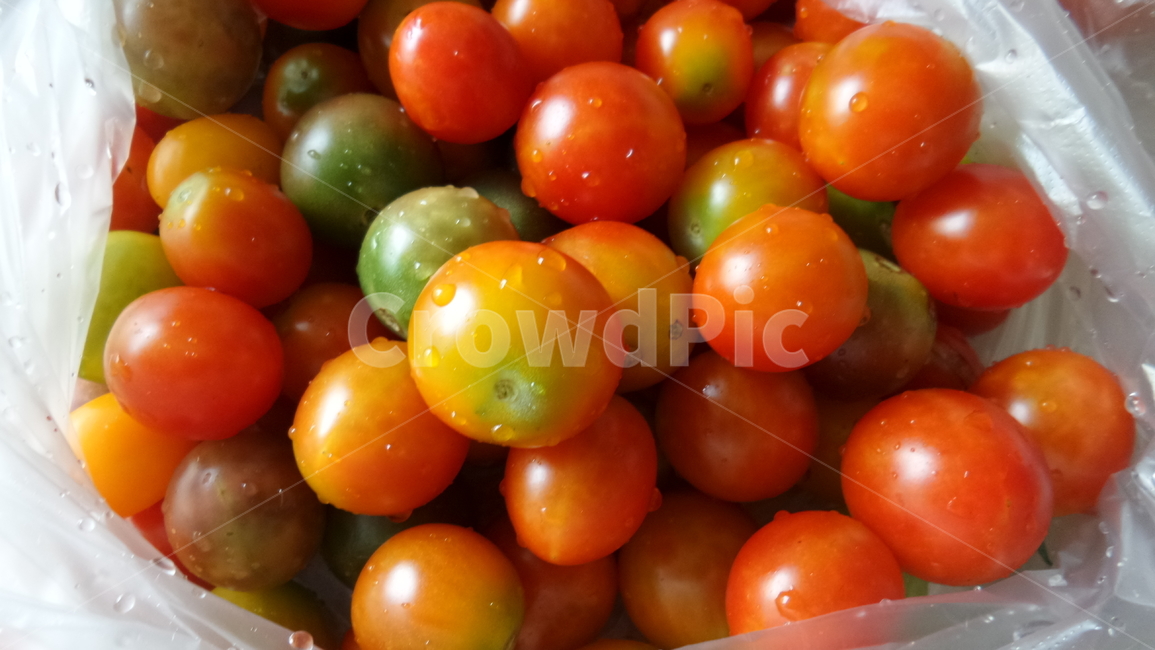 토마토,빨간열매,번가,서홍시,일년감,열매,식물,음식,식재료,요리,food,cook,meal,dishes,food reserves,과일,열매,fruit