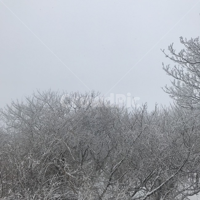 눈,눈꽃,겨울,나무,겨울산,겨울하늘,하늘,겨울,계절,winter,season,자연,풍경,nature,landscape,outdoors,옥외,snow