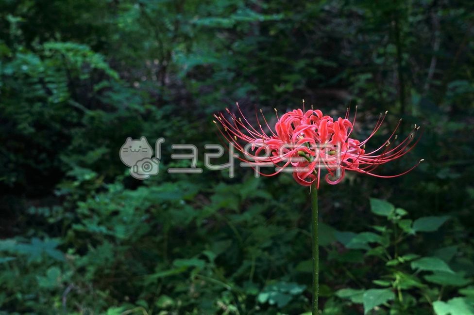 꽃무릇,개난초,자화석산,하수선,다년생초,백합과,유독성식물