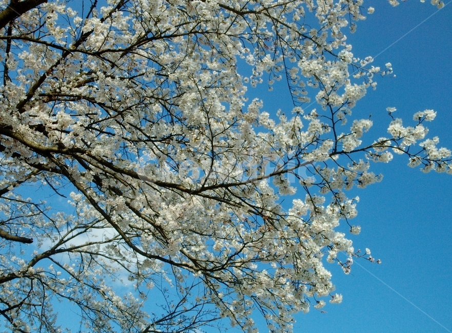 벚꽃,봄,벚꽃축제,꽃,나무,봄,계절,spring,season,식물,자연,plants,nature,꽃,flower,plant,blossom