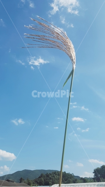 갈대,가을,하늘,살랑살랑,시원함,식물,자연,plants,nature