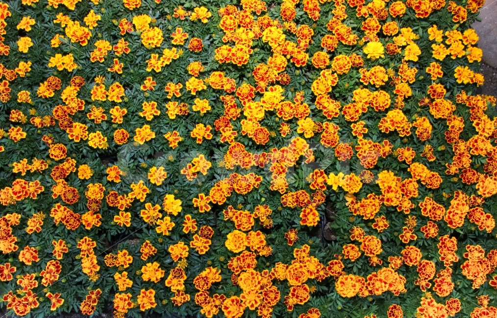 배경화면,꽃,프랜치메리골드,야생화,들꽃,화려함,바탕화면,구도,Wallpapers,background,Flower,FrenchMerigold,Wildflower,yellow,봄,spring,식물,자연,plants,nature,꽃,flower