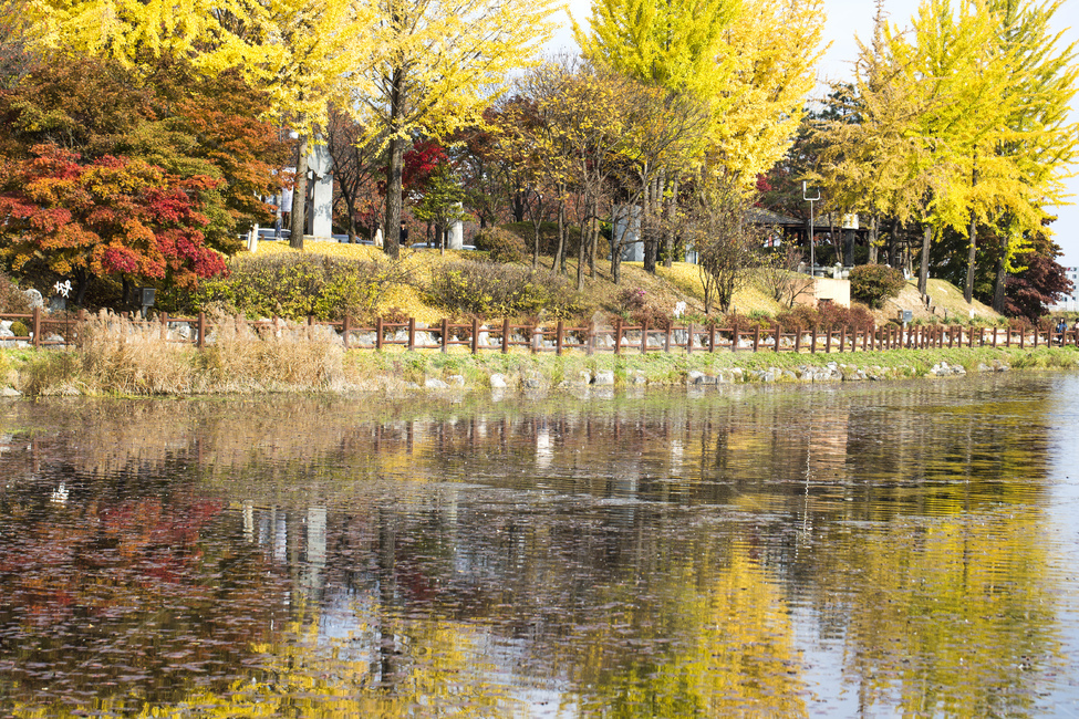 단풍,낙엽,가을,계절,풍경,자연,호수,반사,은행나무,가을,계절,fall,autumn,season,자연,풍경,nature,landscape,tree,나무,plant,식물