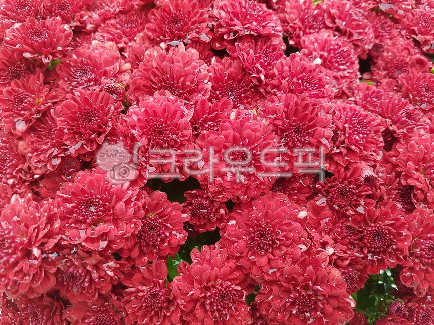 가을,국화,국화꽃,식물,자연,nature,plants,flower,꽃,빨강,빨간색,물방울