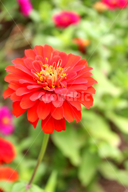 꽃,봄,봄꽃,새싹,이쁜꽃,식물,자연,plants,nature,꽃,flower