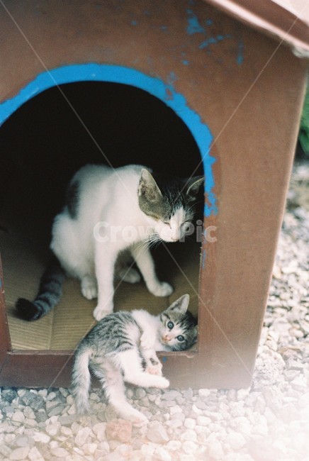 pet,animal,동물,cat,고양이,고양이새끼,kitten