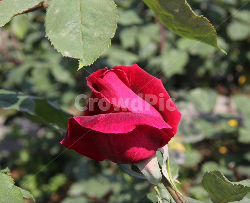 장미,봄꽃,식물,빨간장미,꽃,식물,자연,plants,nature,꽃,flower