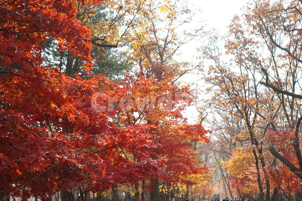 가을,단풍,남이섬,남이섬단풍,가을풍경,가을,계절,fall,autumn,season,자연,풍경,nature,landscape,tree,나무,plant,식물,maple