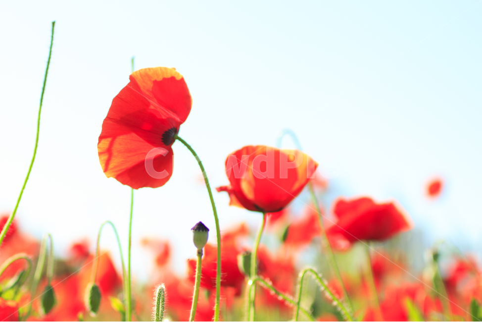 양귀비,꽃,flower,poppy,red,빨간꽃,붉은색,식물,자연,plants,nature,꽃,flower