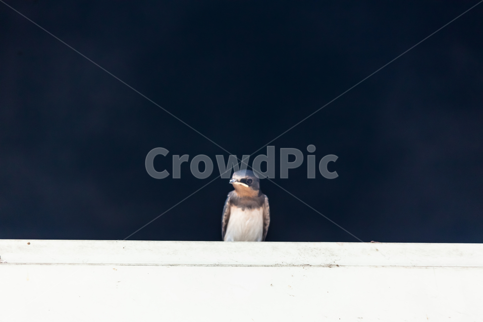 제비,조류,새,환경,야생,날개,동물,animal,조류,새,birds
