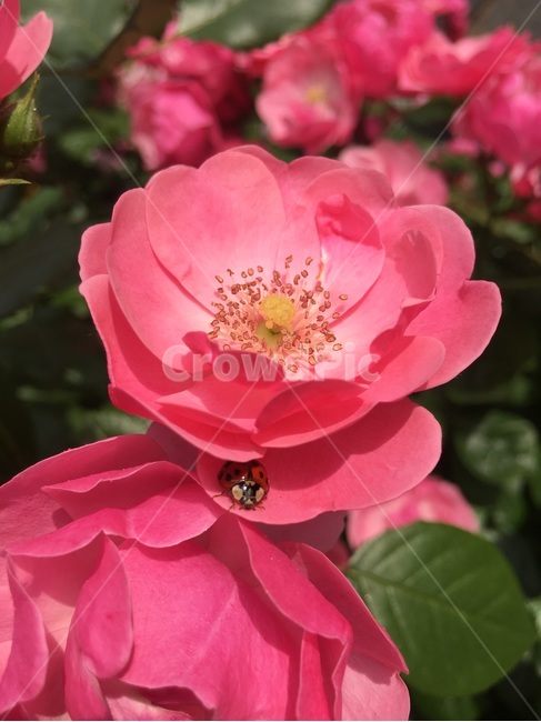 장미,꽃,무당벌레,자연,곤충,식물,자연,plants,nature,꽃,flower