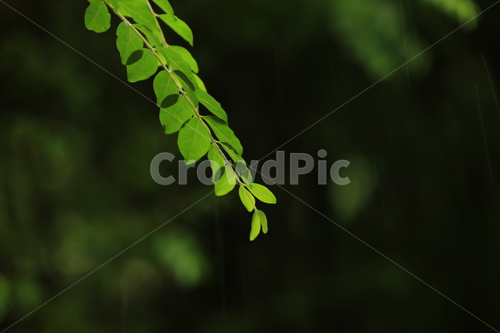 비,풍경,빗방울,소경,rain,비오는소경,식물,자연,plants,nature