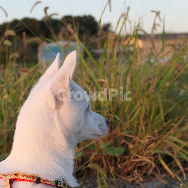 강아지,댕댕이,개,아기강아지,흰강아지,dog,puppy,whitedog,발발이,잡종,믹스견,animal,동물,pet,귀여움,cute,lovely,사랑스러움,귀여운강아지,cutedog,사랑스러운강아지,lovelydog,동물,animal,포유류,mammal,개,강아지,dog,doggy