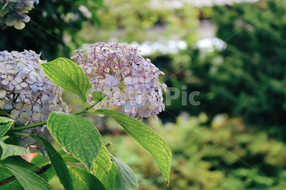 수국,여름,초록,꽃,청량,식물,자연,plants,nature,꽃,flower