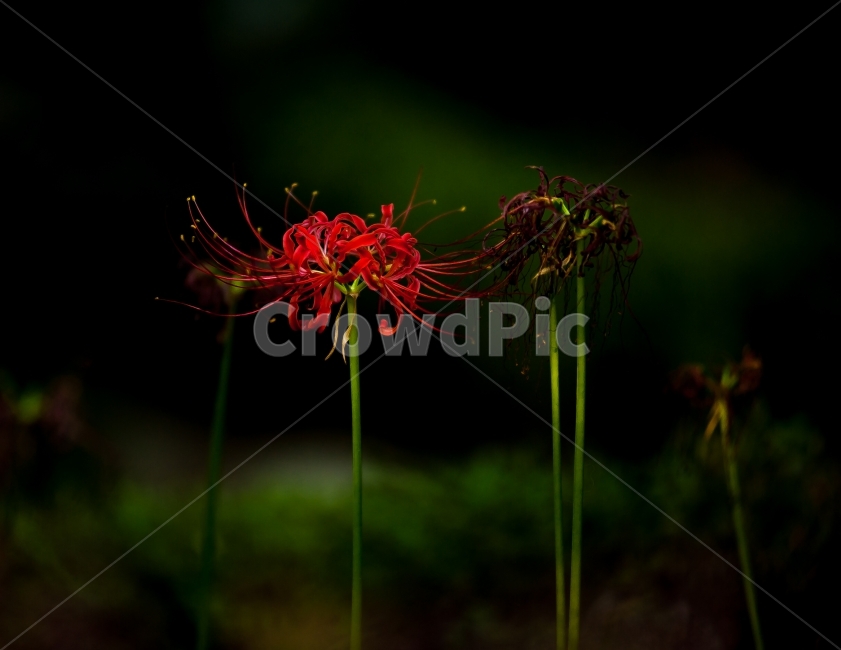 꽃무릇,상사화,꽃배경,꽃,꽃사진,식물,자연,plants,nature,꽃,flower