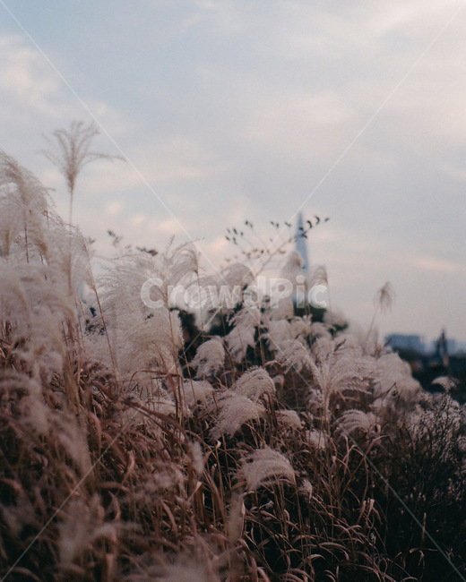 한강,억새,가을,필름사진,필름감성,감성,plant,식물,grass,갈대,하늘,식물,자연,plants,nature