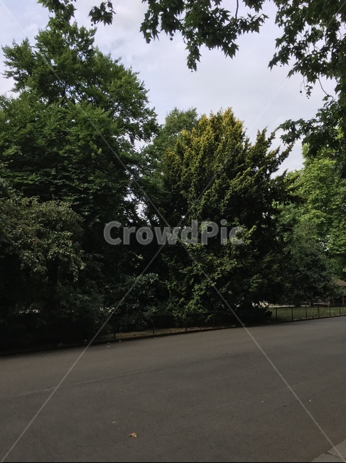 흐림,공원,풀,환경,자연,나무,park,자연,풍경,nature,landscape,asphalt,아스팔트,road,도로