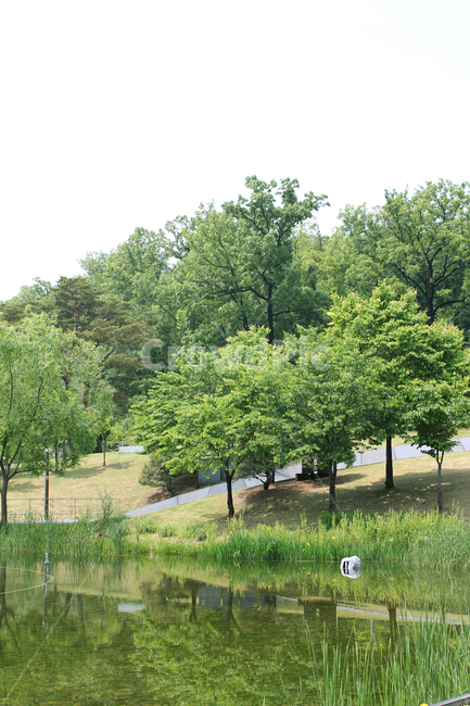 북서울꿈의숲,공원,한국,서울,정원,그린,녹색,초록색,나무,잔디,풀,낮,자연,숲,산,물풀,호수,연못,연못가,호숫가,생태공원,생태정원,언덕,자연,풍경,nature,landscape,tree,plant,식물
