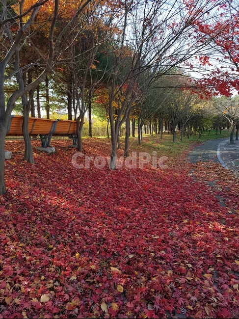 가을,낙옆,길,하늘,침묵,가을,계절,fall,autumn,season,leaf,잎,plant,식물,tree,나무,maple,단풍