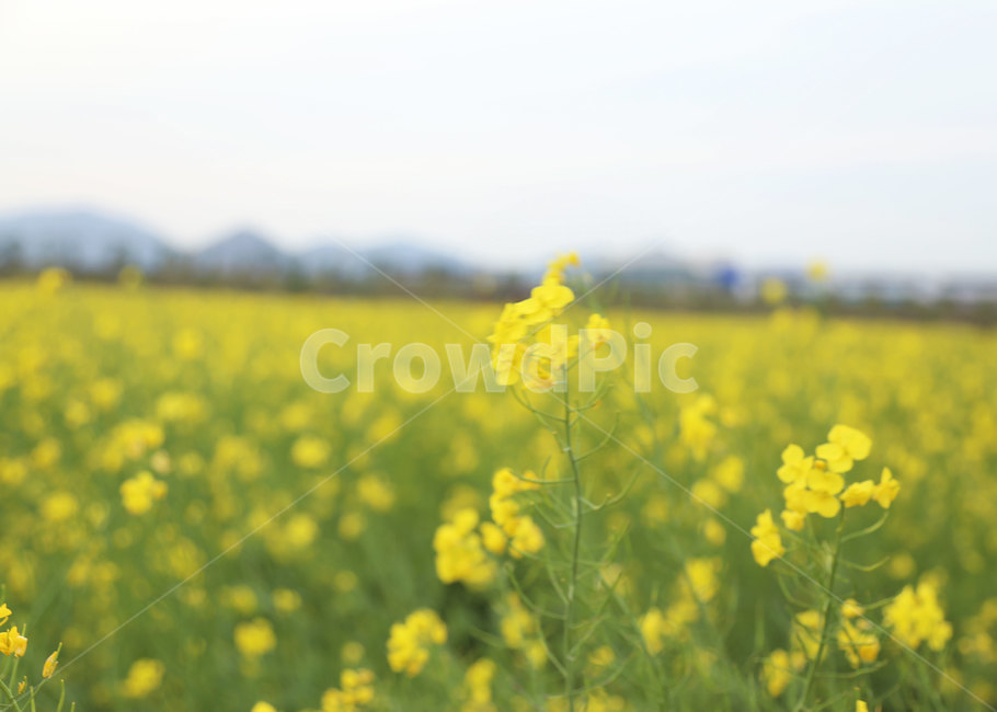 유채꽃,유채,봄,들판,들,자연,nature,field