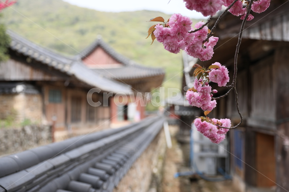 순천,선암사,만첩왕벚,겹벚꽃,벚꽃,사찰,꽃,봄,계절,spring,season,한국전통,한국문화,korean traditional,korean culture,식물,자연,plants,nature,꽃,flower,plant