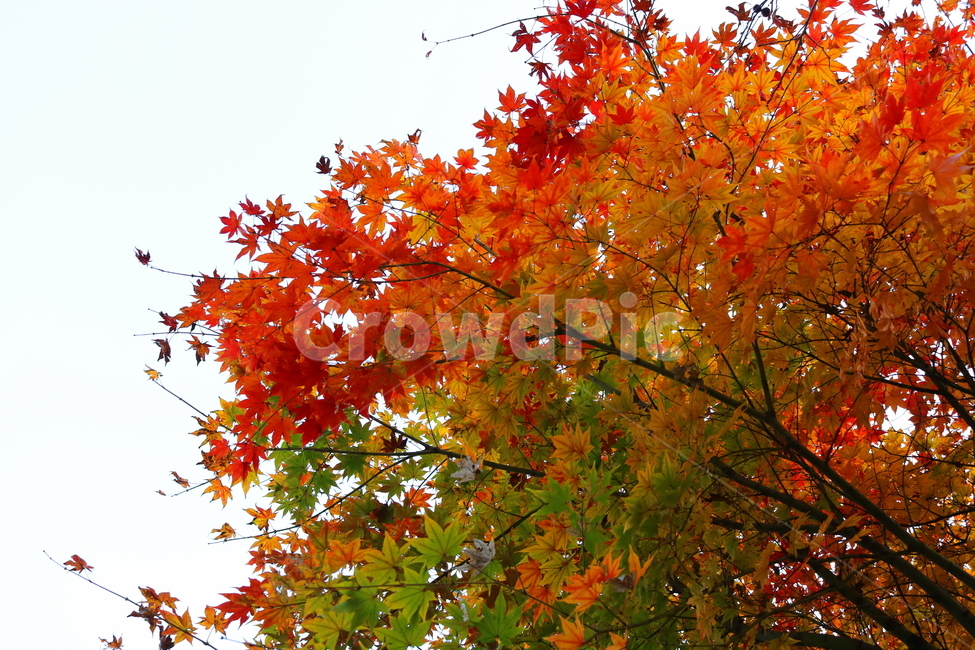 단풍,단풍나무,나무,식물,가을,자연,가을,계절,fall,autumn,season,식물,자연,plants,nature,나무,trees,wood,plant,leaf,잎,tree,maple