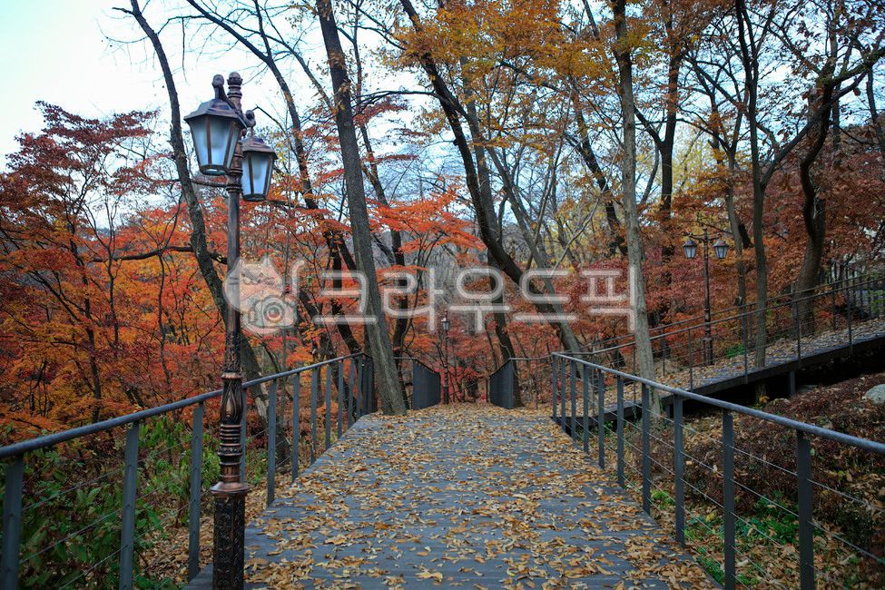 경희대,경희대학교,산책,산책로,서울,회기동,대학교,캠퍼스,식물,나무,가로등,난간,plant,tree,streetlamp,railing