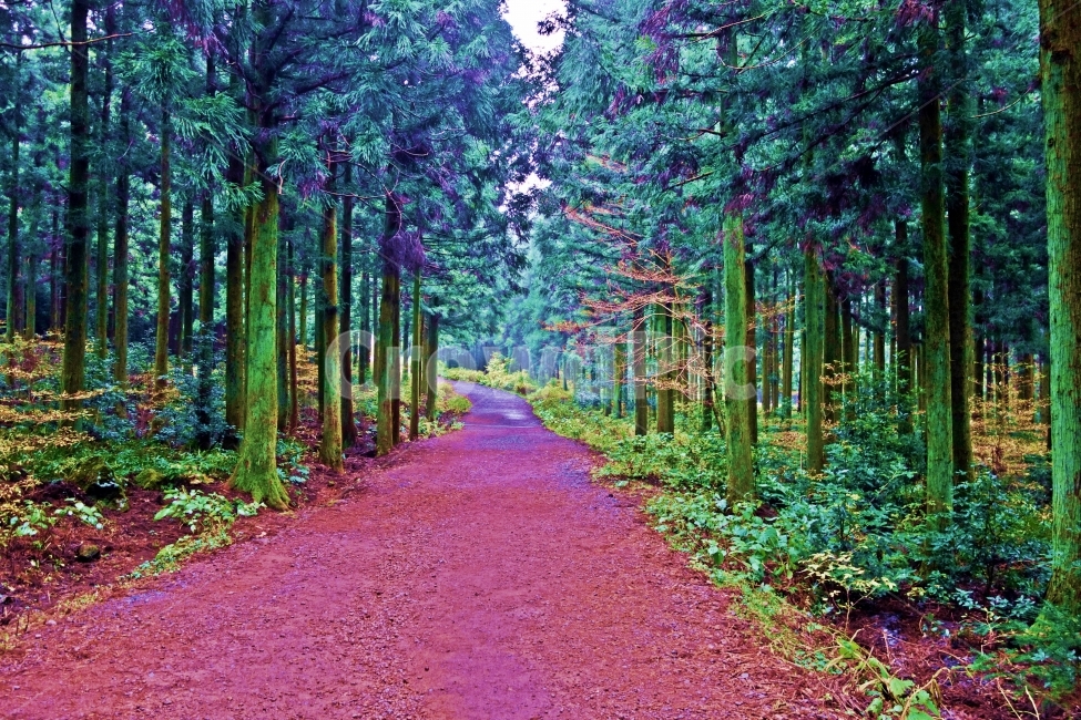 제주도,사려니숲길,삼나무,산책로,숲,나무,사려니,길,제주,제주도여행,제주여행,여행,자연,풍경,경치,아름다운,전망,그림,같은,뷰,비온뒤,비온후,맑은,공기,산책,땅,한적,고요,여유,힐링,풀,잎,풀잎,자연,풍경,nature,landscape,path,통로,road,도로