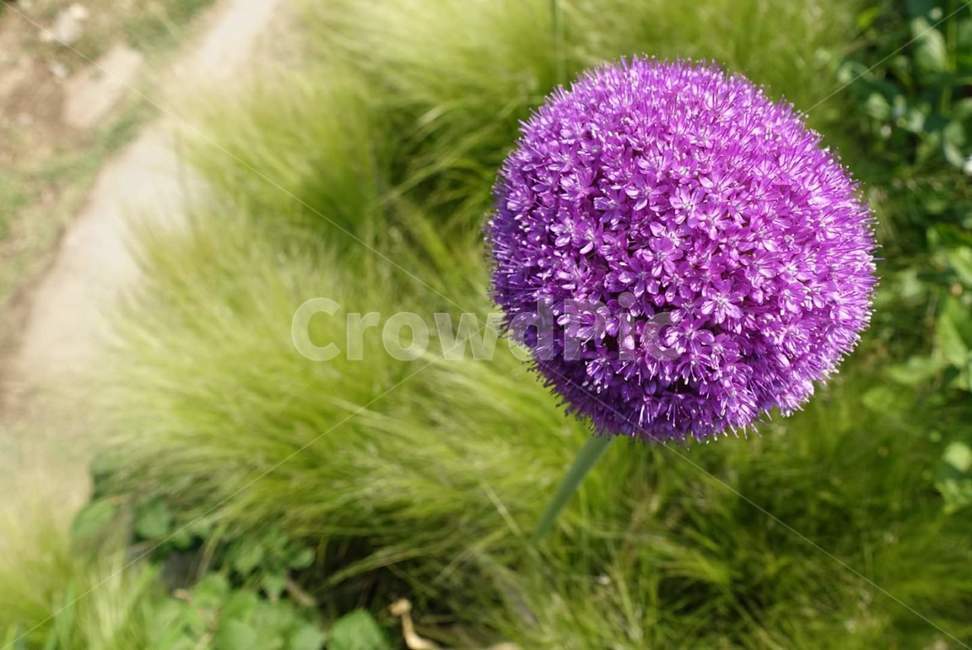 감성사진,알리움,외로움,고고함,자태,공원,봄꽃,예쁜꽃,첫사랑,flower,alium,emotionalphotography,apublicpark,lovely