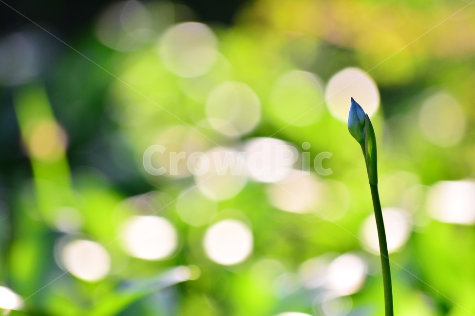 보케,빛망울,꽃봉오리,분위기,느낌,필링,feeling,sensible,emotion,flower,식물,초본,새순,시작,출발,햇살,원형,봄이미지,그린,초록,green,싱그러운,봄분위기,식물,자연,plants,nature