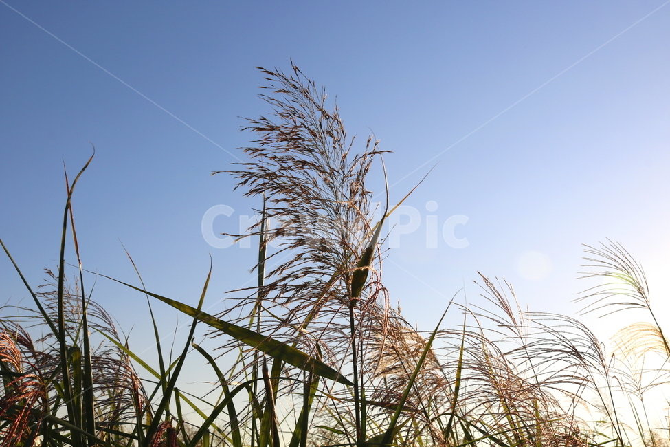 갈대,벼과,식물,자연,가을,가을,계절,fall,autumn,season,grass,잔디,plant,lawn
