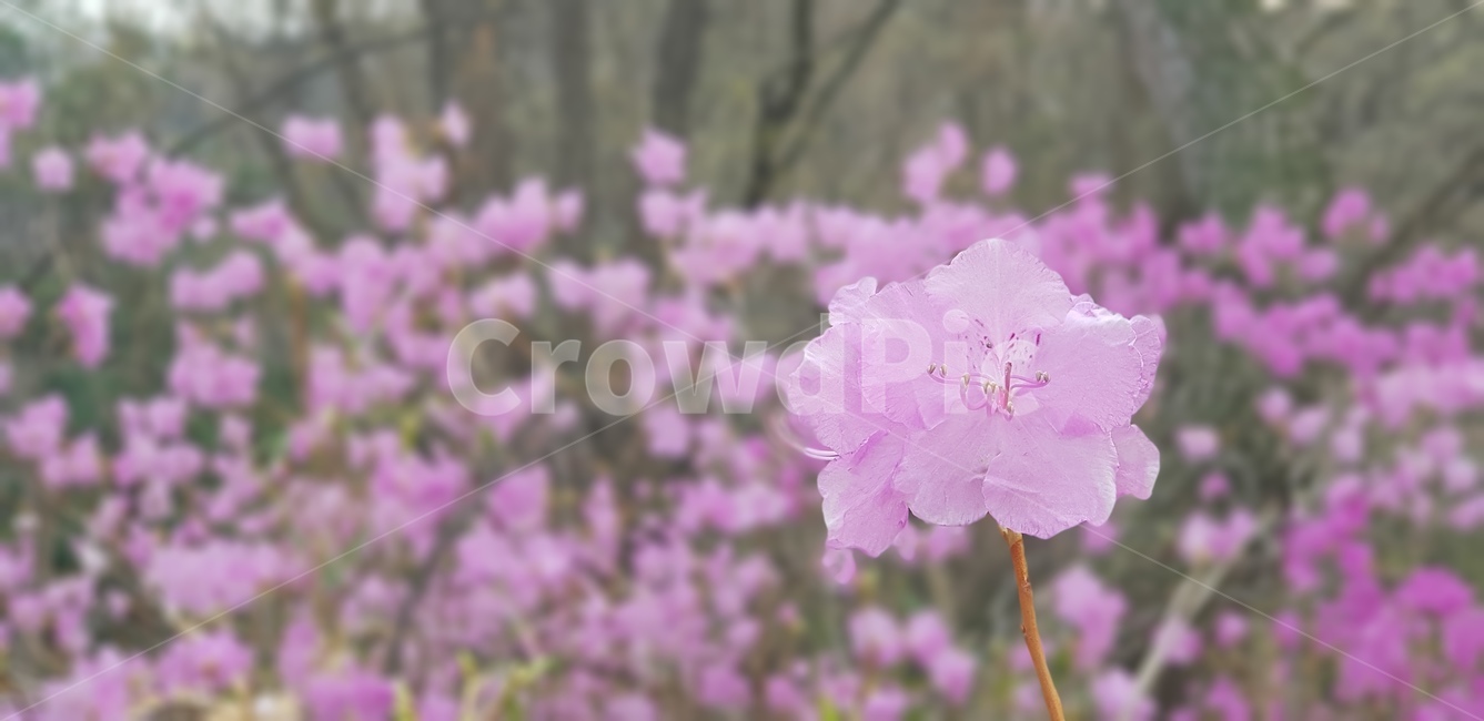 꽃,봄,따뜻함,자연,여유,아름다움