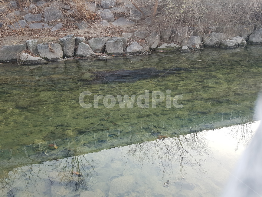water,물,nature,자연,outdoors,물고기,물고기떼,어류,물고기,fish