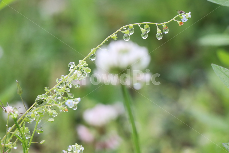 토끼풀,꽃,비오는날,빗방울,오월,아침,그린,식물,자연,plants,nature,꽃,flower