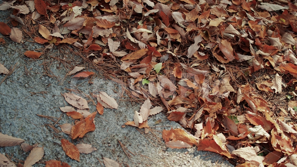 	단풍,가을,낙엽,식물,나뭇잎,자연,필름,감성,분위기,색감,물든,11월,brown,갈색,가을,계절,fall,autumn,season,식물,자연,plants,nature,leaf,잎,plant,ground,바닥,tree,나무