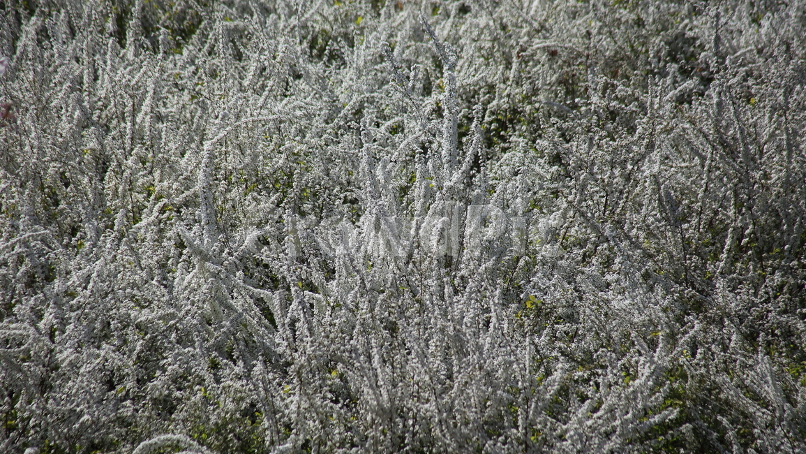 조팝나무,꽃,봄,계뇨초,bridalwreath